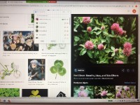 „Zielono mi …” _4