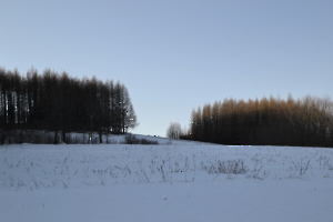  _29