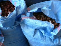 Pomóżmy zwierzętom przetrwać zimę – zbieranie kasztanów i żołędzi_2