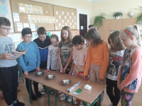 Jak światło wpływa na rozwój rzeżuchy?