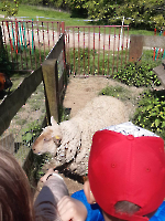 Wycieczka kl 0- 1 do Zagrody 